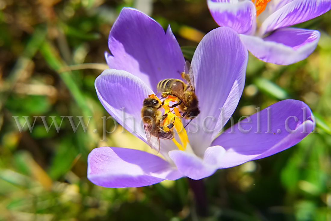 Deux abeilles pour un seul crocus