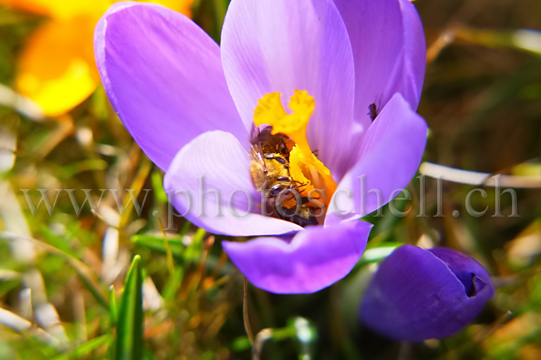 Deux abeilles pour un seul crocus