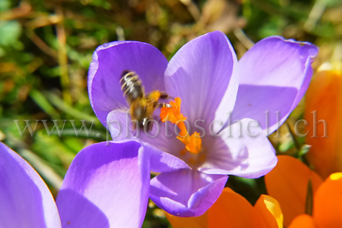 Envol d\'une abeille