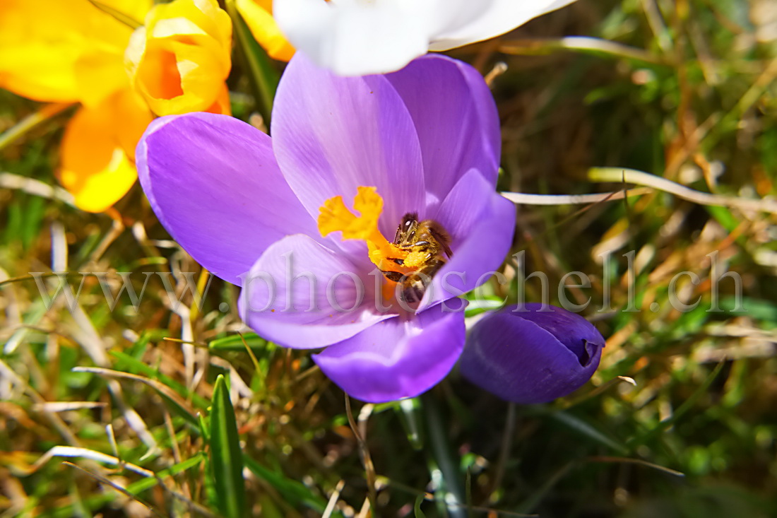 Abeille au fond d\'un crocus