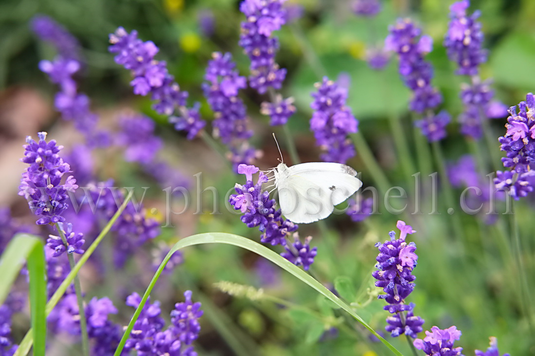 Papillon blanc butinant la lavande