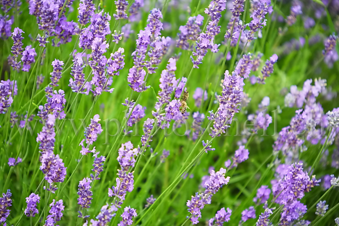 Abeilles sur fond de lavande