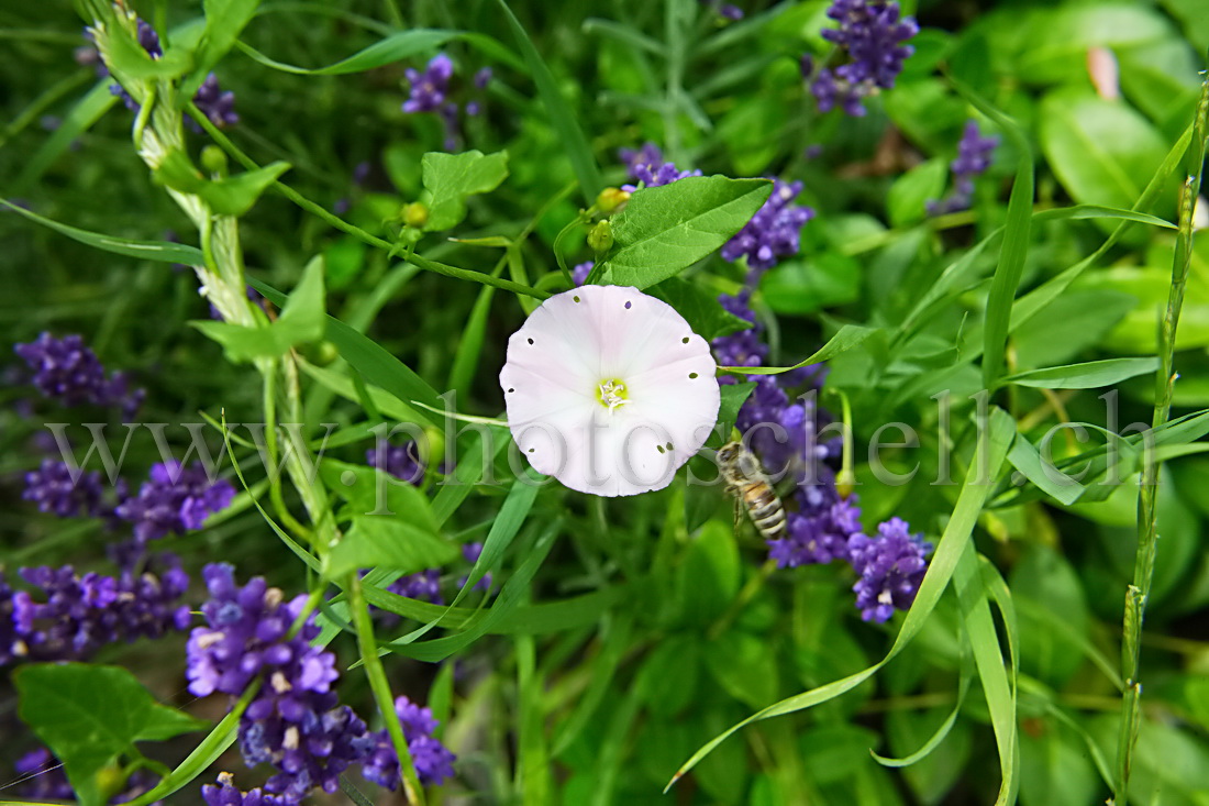 Abeille en approche d\'un liseron