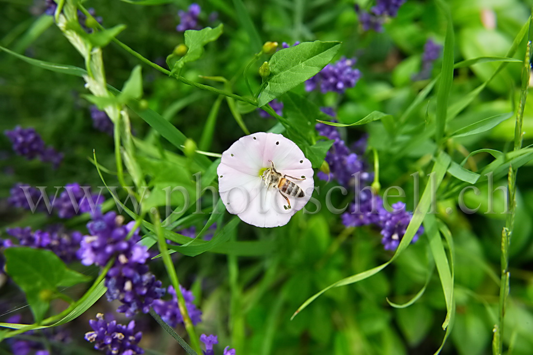 Abeille plongée dans un liseron