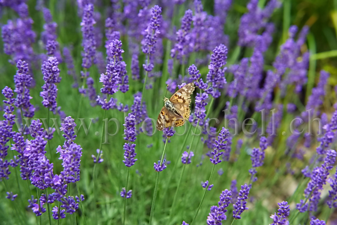 Papillon sur la lavande