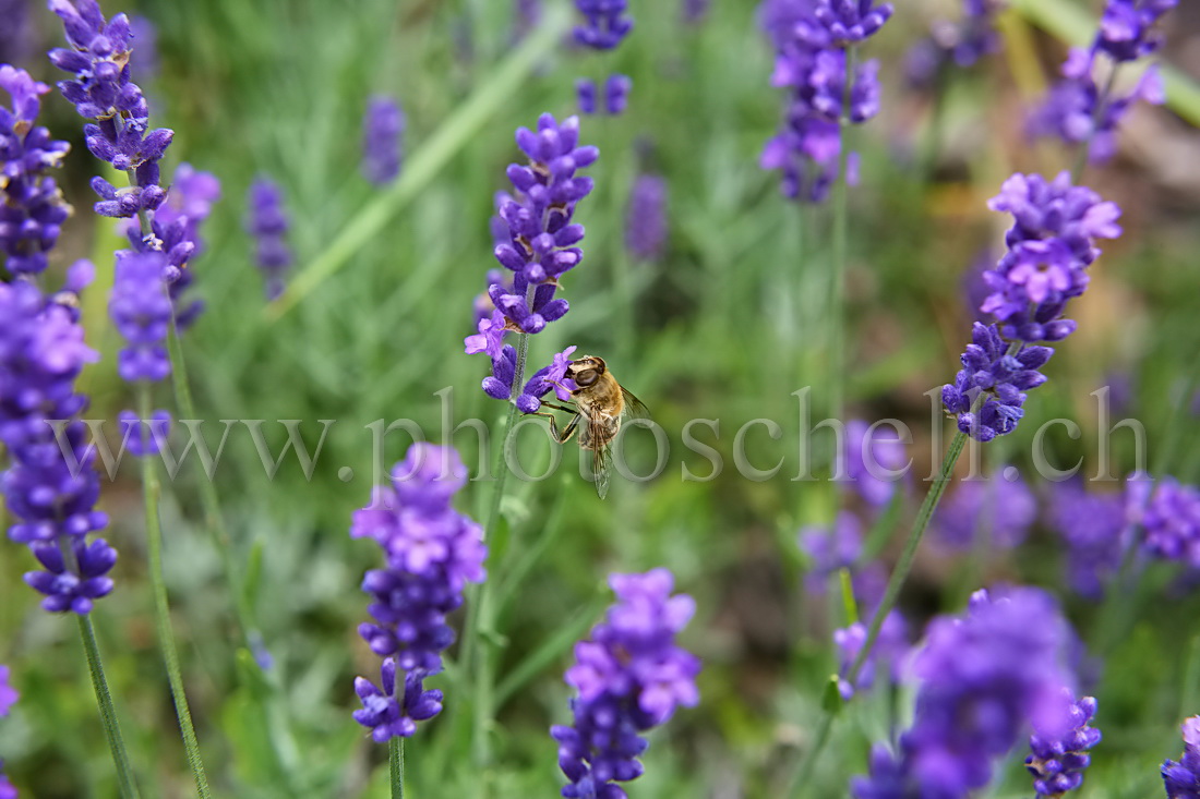 Mouche butinant