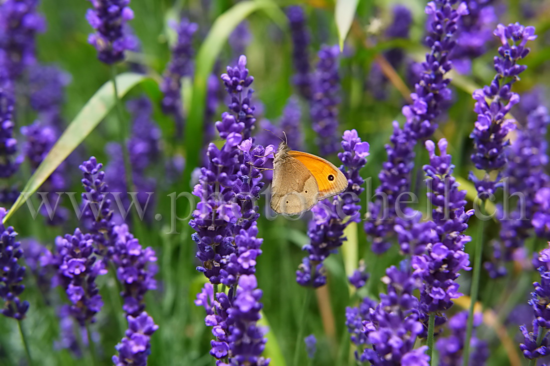 Papillon butinant la lavande