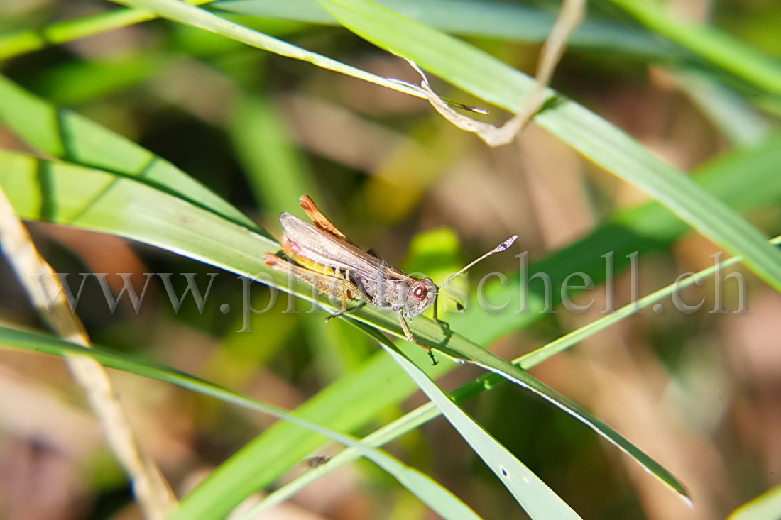 Sauterelle sur son brin d\'herbe