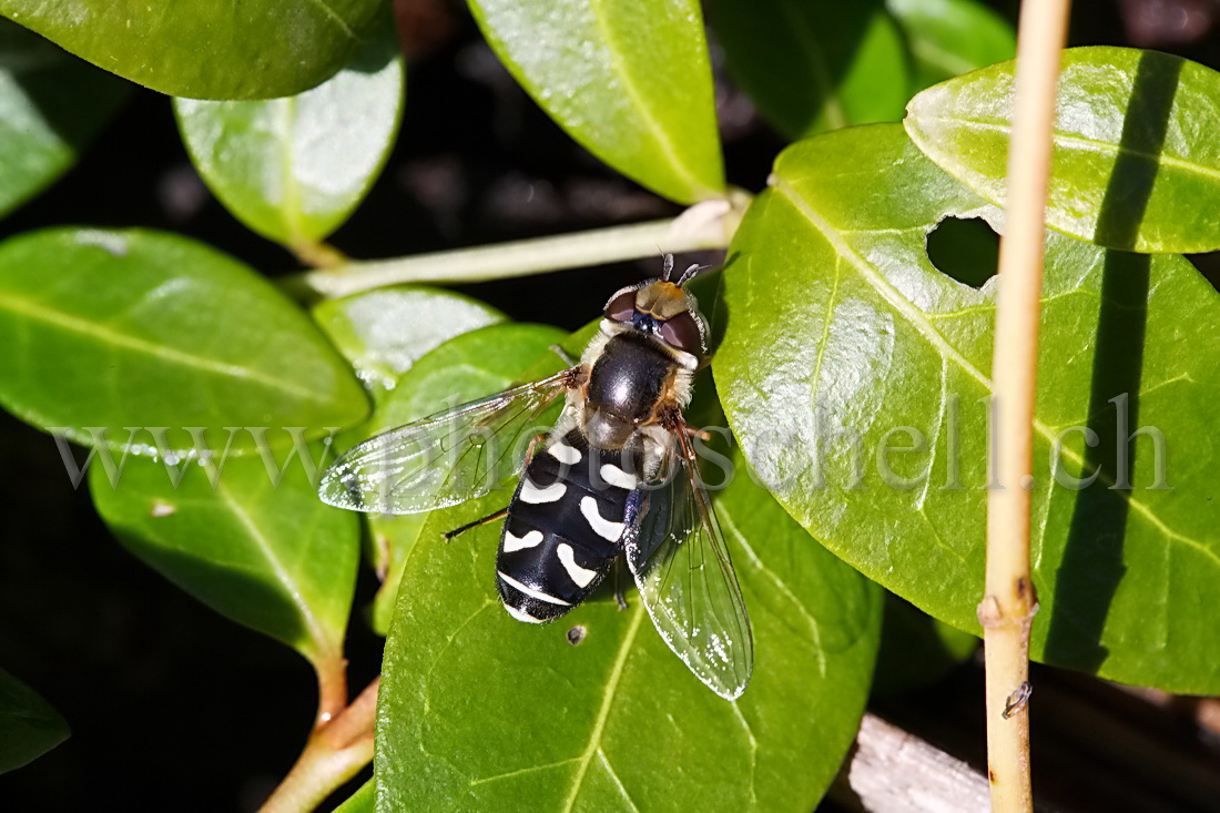 Mouche zébrée