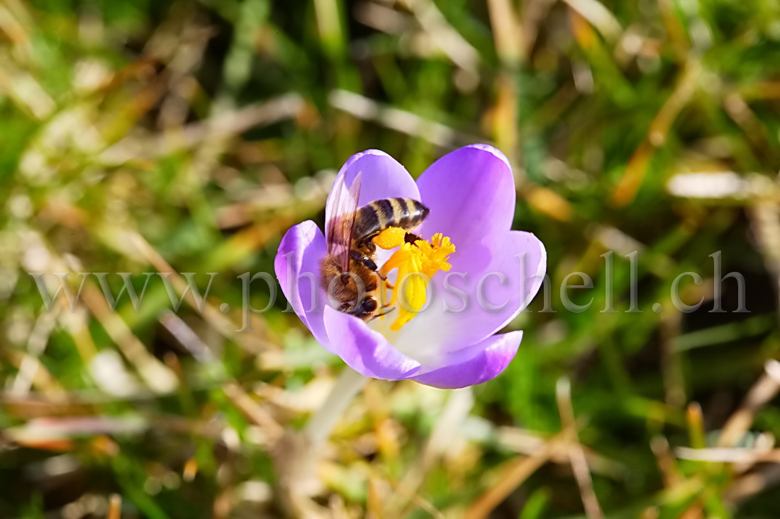 Abeille buttinant un crocus