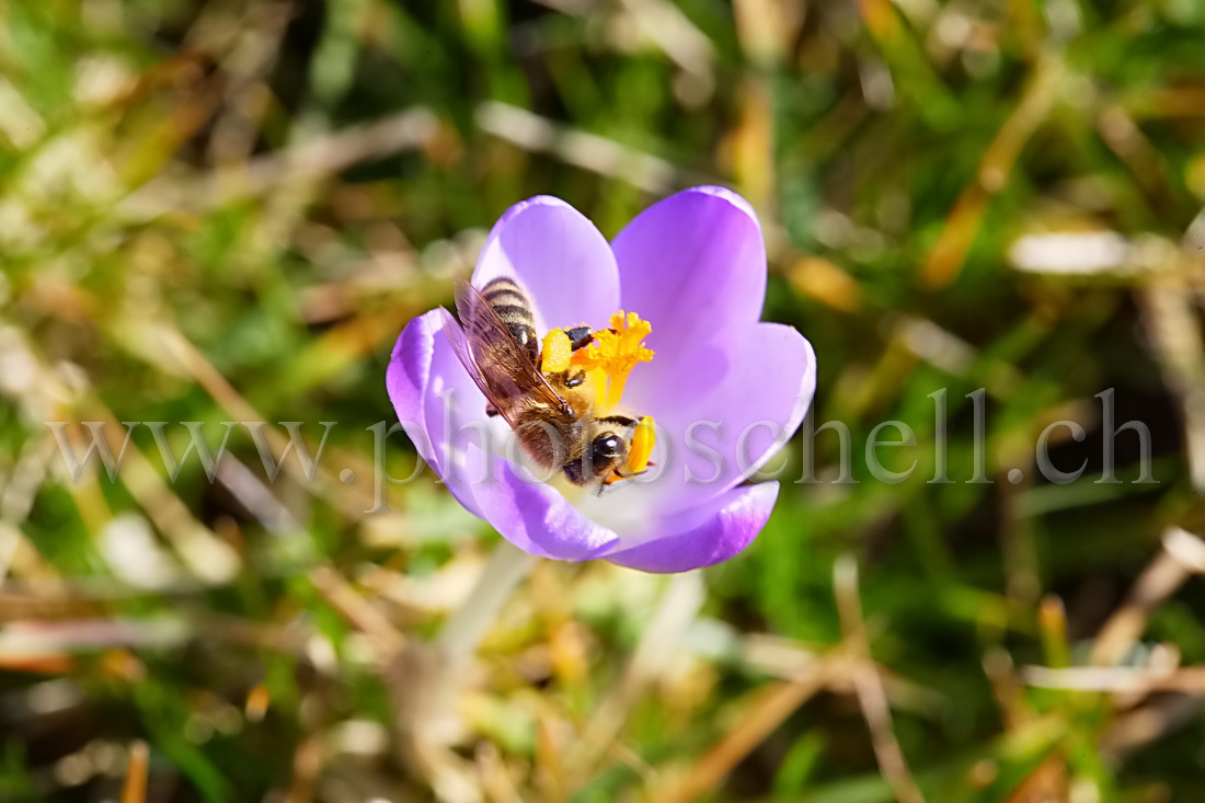 Abeille buttinant un crocus