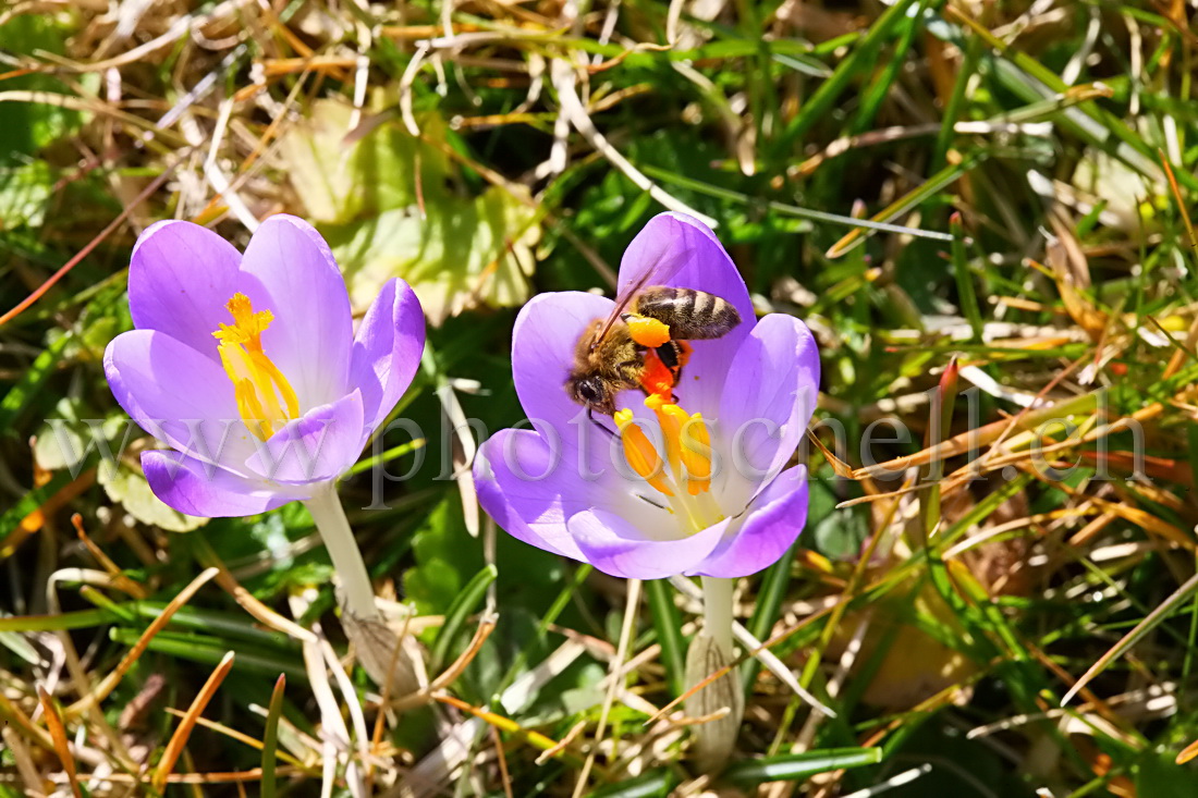 Abeille buttinant un crocus