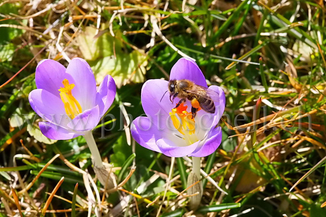 Abeille buttinant un crocus