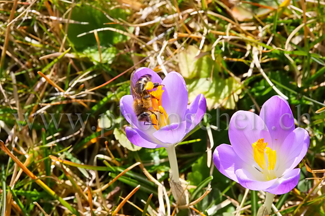 Abeille buttinant un crocus