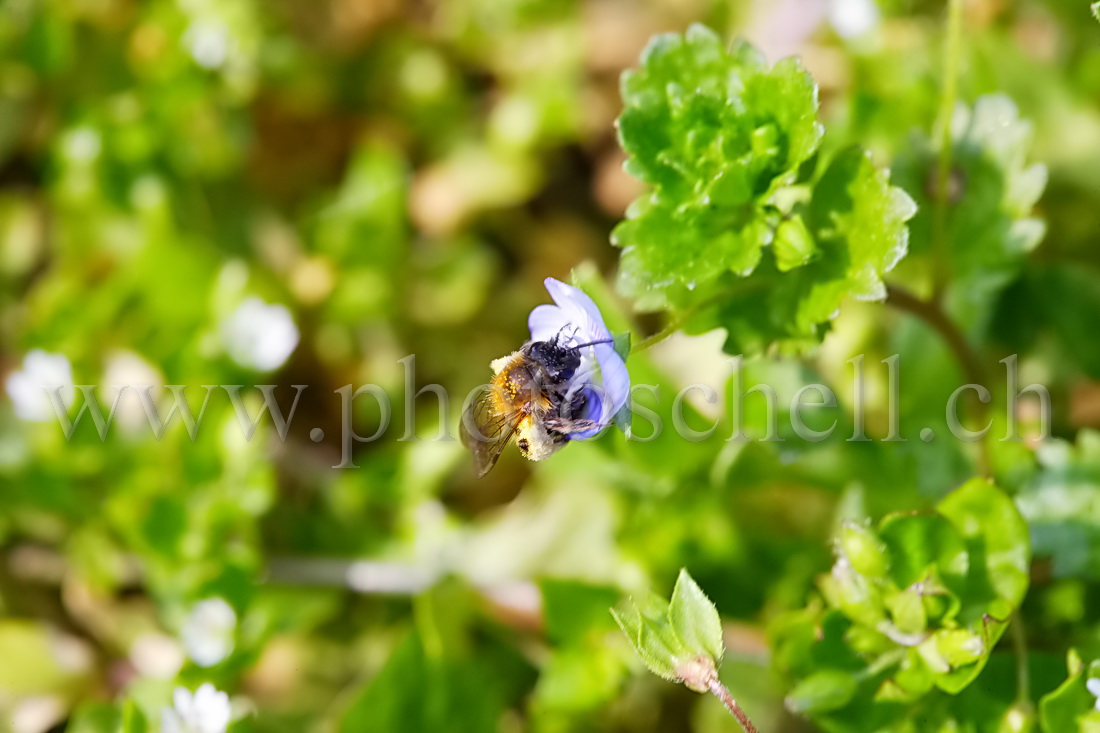 Butinage de printemps (recadrée)