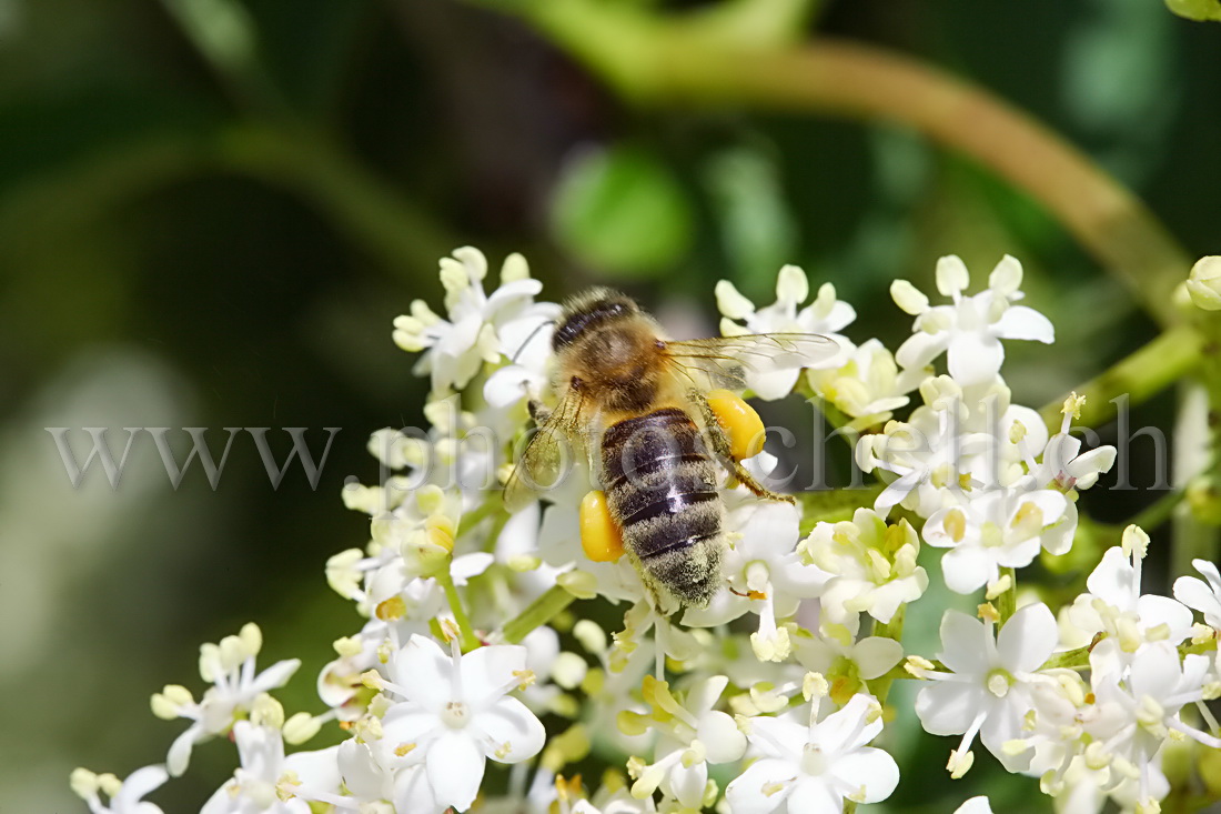 Abeille sur des fleurs de sureau