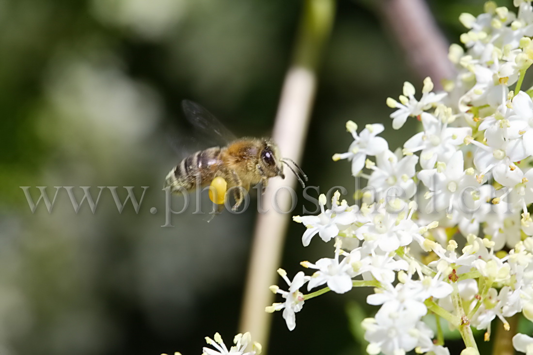 Abeille en approche de fleurs de sureau