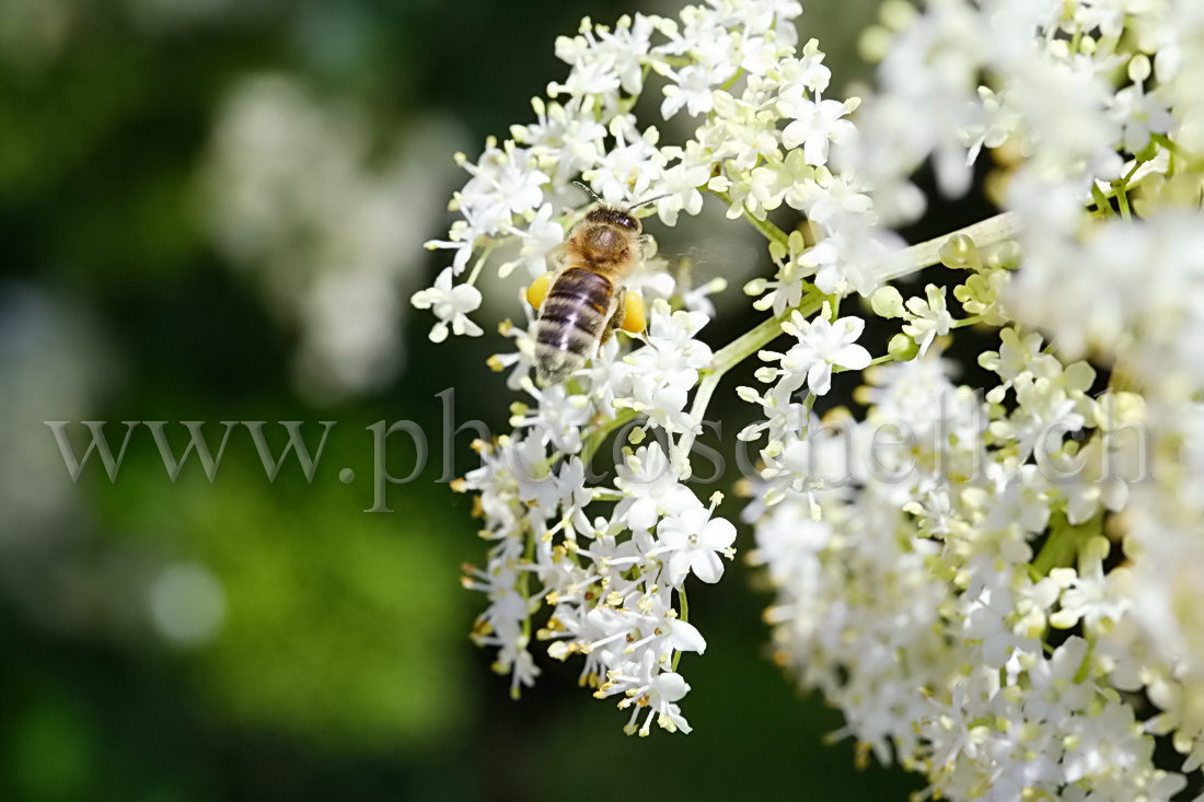 Abeille dans les fleurs de sureau