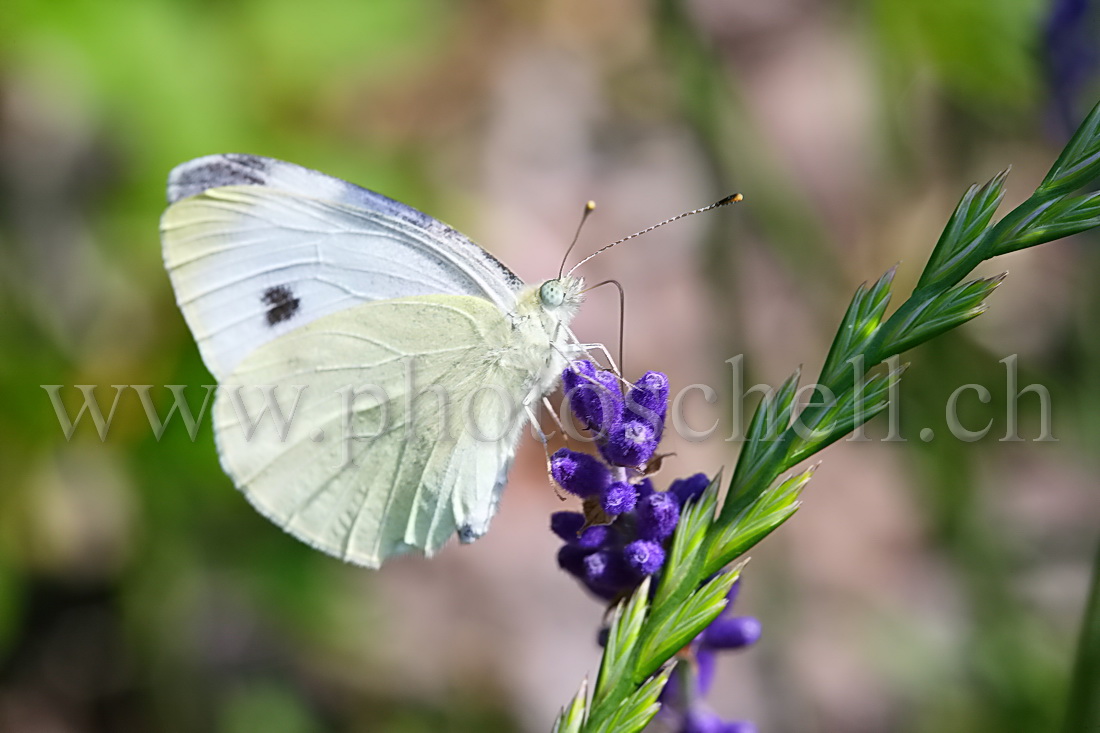 Papillon blanc butinant la lavande