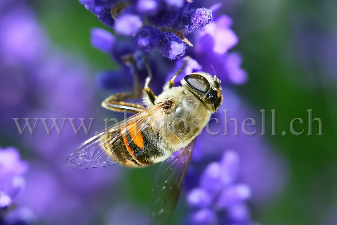 Mouche zébrée sur la lavande