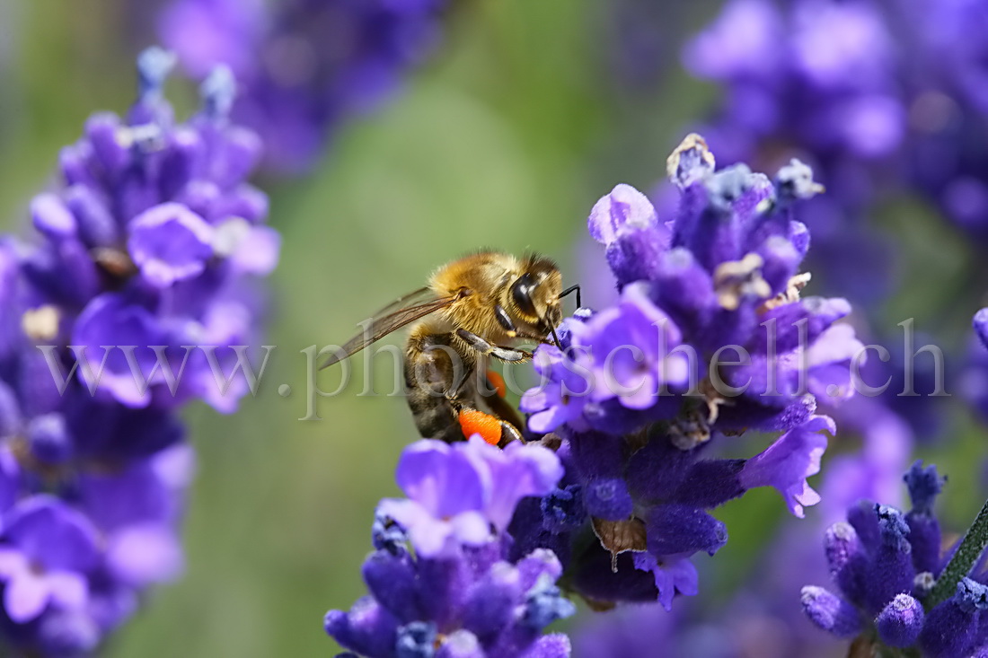 Abeille butinant la lavande