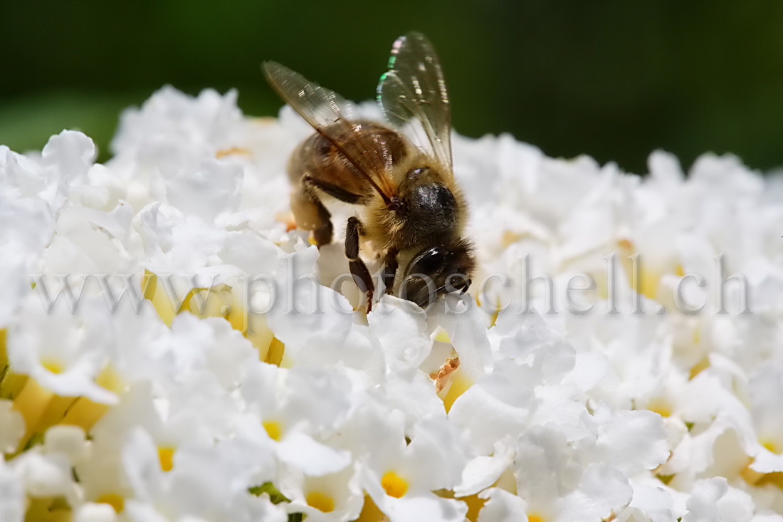 Abeille butinant un arbre à papillons