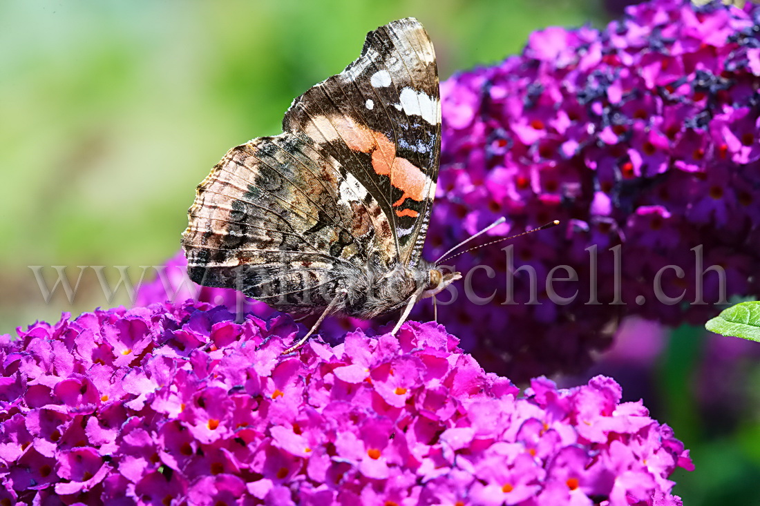 Papillon sur les fleurs d'un arbre à papillon rose