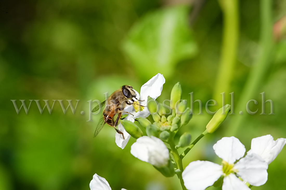 Mouche butinant une fleur de radis