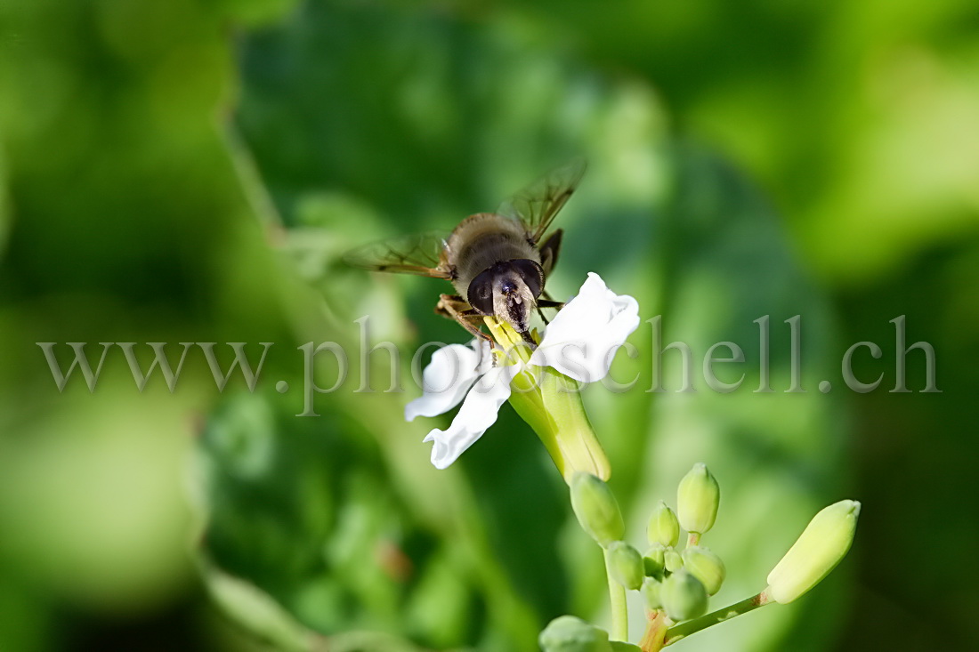 Mouche butinant une fleur de radis