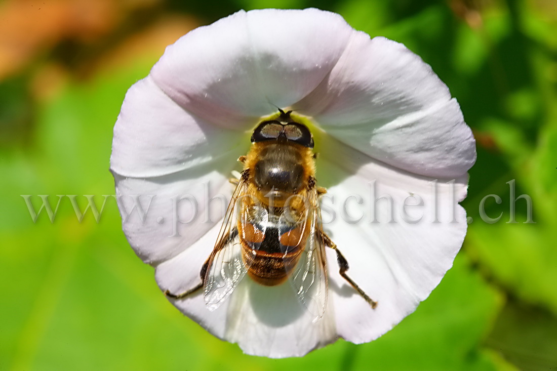 Mouche dans une fleur de liseron