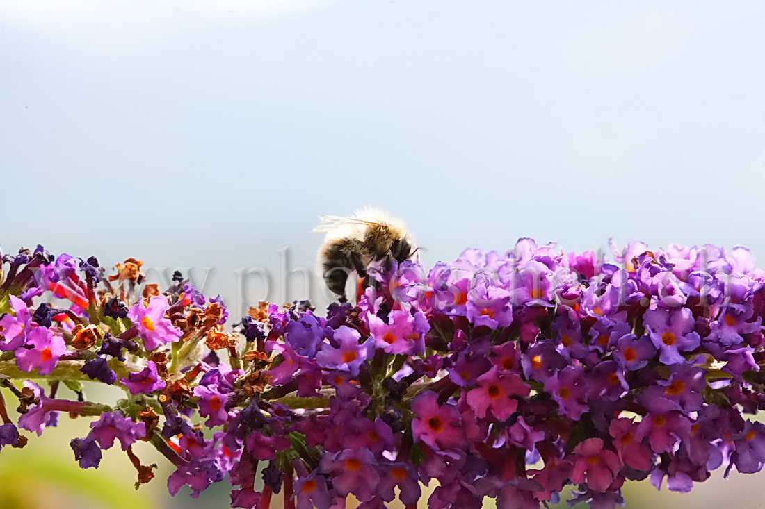 Abeille sur des fleurs d'arbre à papillons