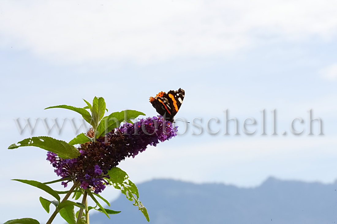 Papillon sur des fleurs d'arbre à papillons