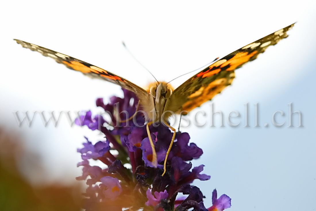 Papillon en vue frontale