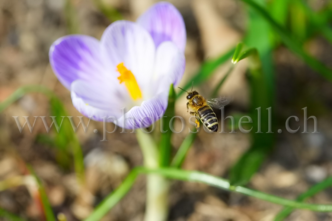 Abeille en approche d\'un crocus (recadrée)