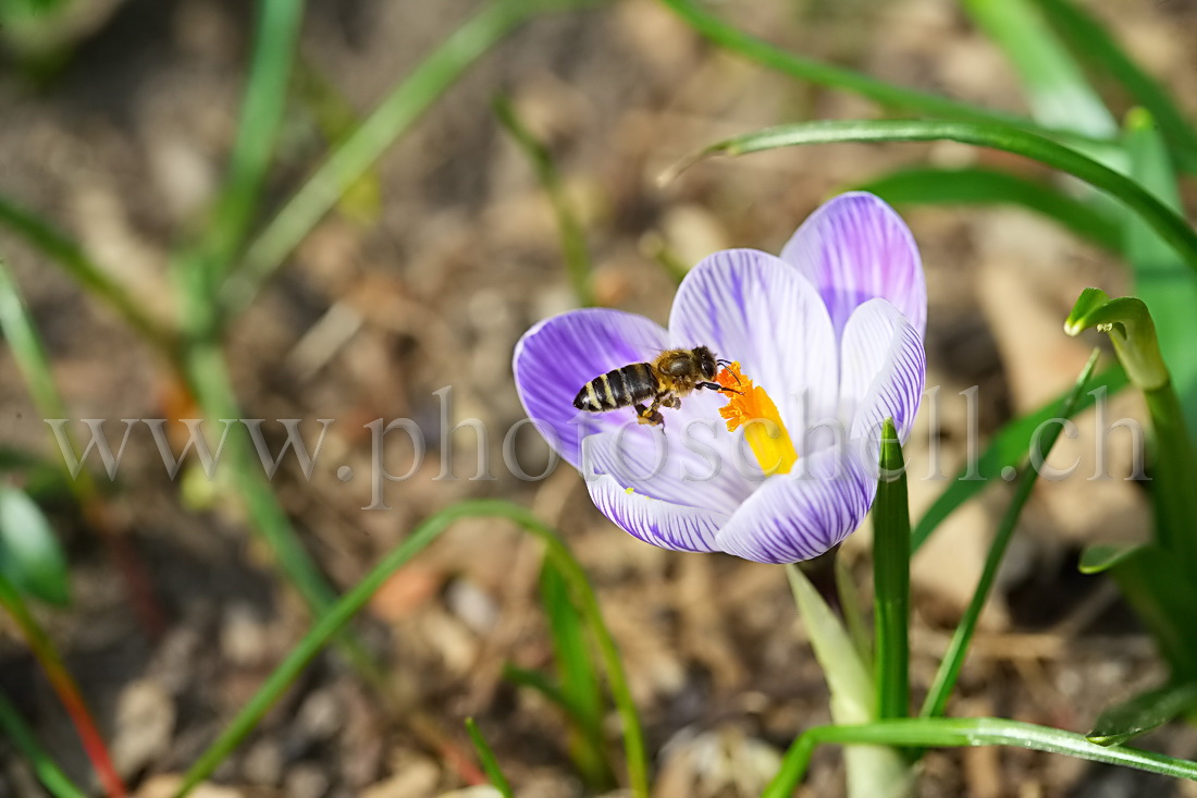 Abeille butinant un crocus (recadrée)