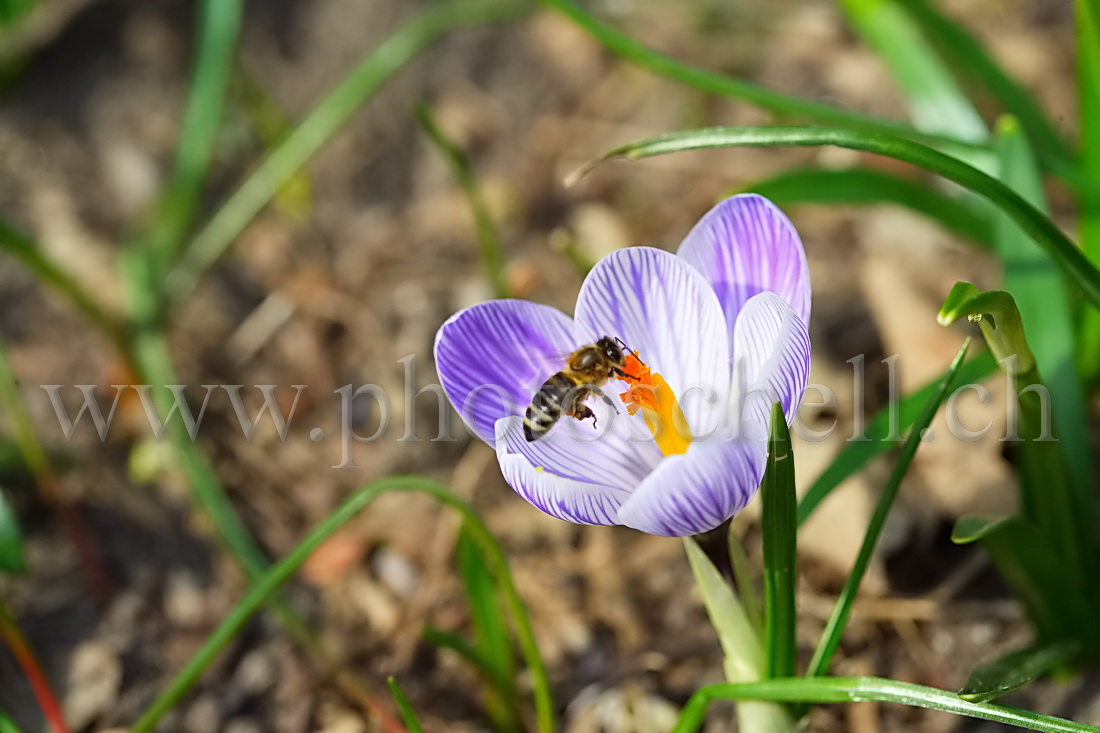 Abeille butinant un crocus (recadrée)