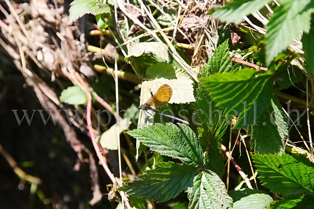 Libellule sur sa feuille