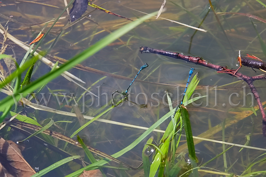 Couple de libellules en phase de reproduction