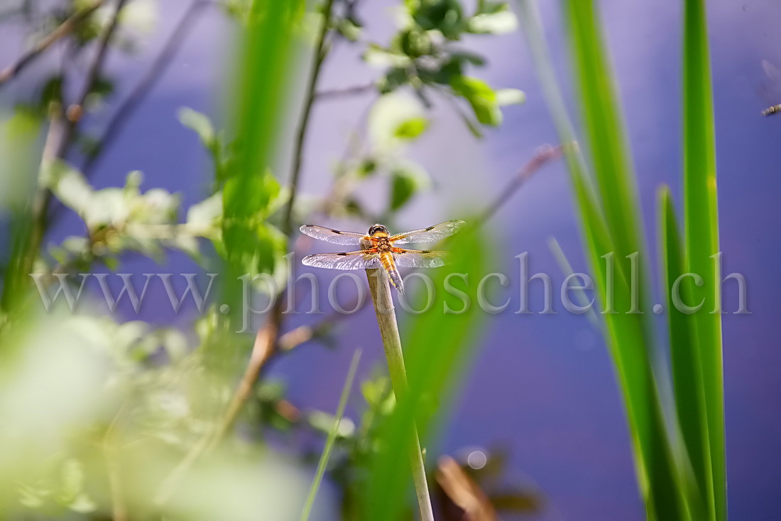 Libellule sur sa feuille