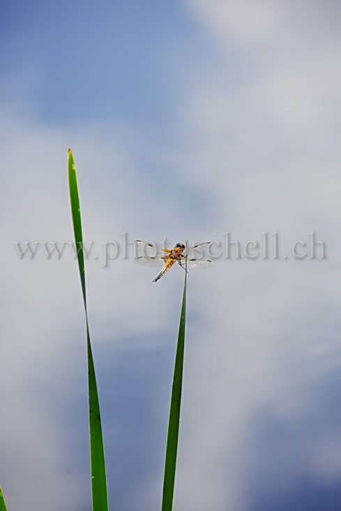 Libellule sur sa feuille