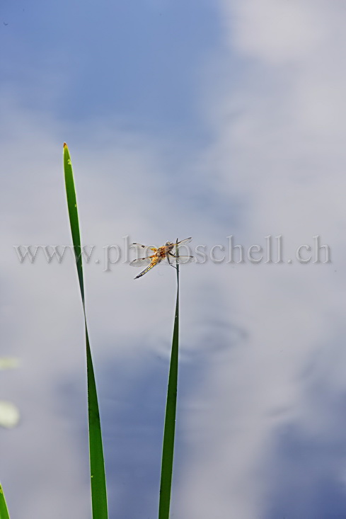 Libellule sur sa feuille