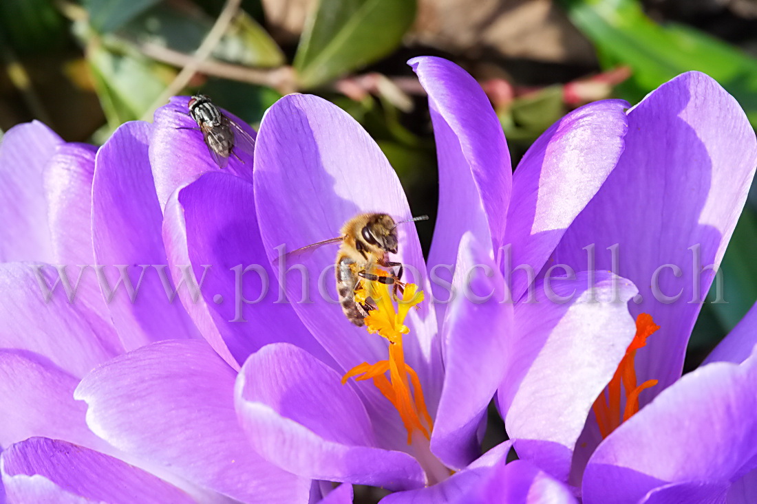 Abeille butinant un crocus