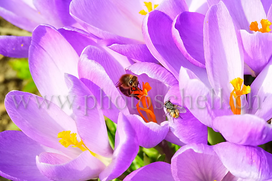 Abeille butinant un crocus