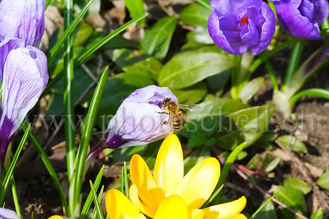 Abeille butinant un crocus