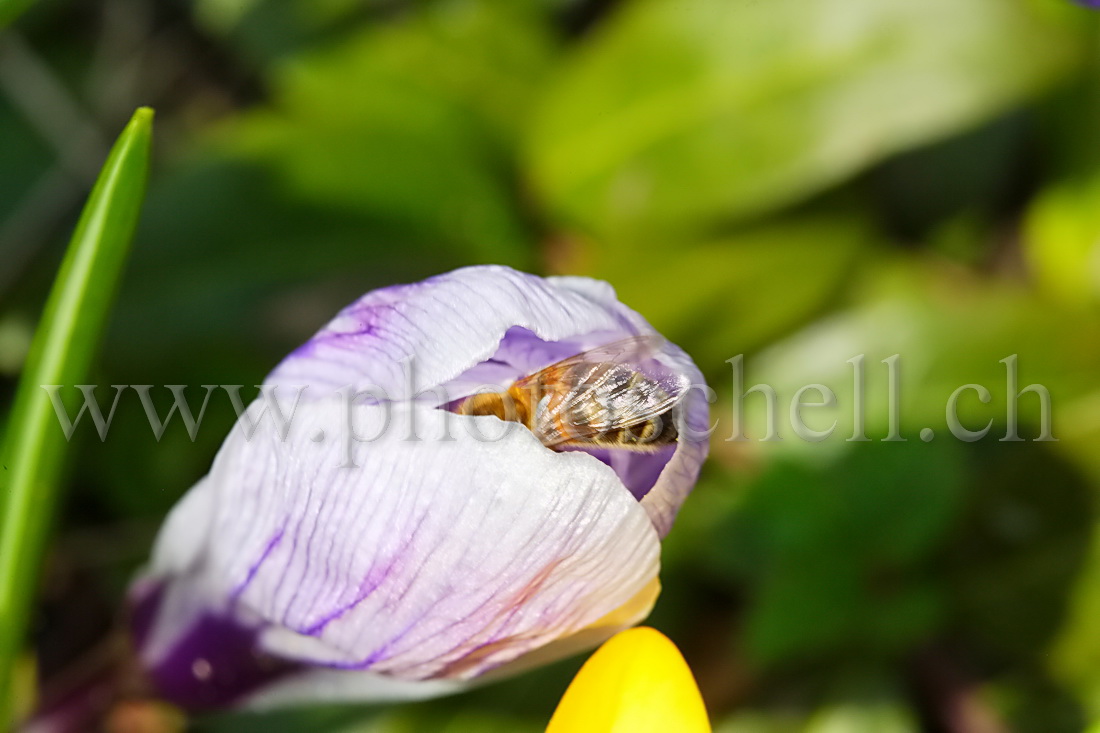 Abeille butinant un crocus