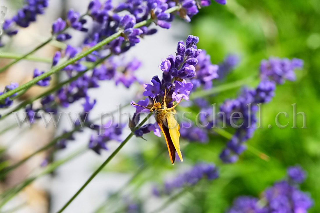 Papillon sur la lavande