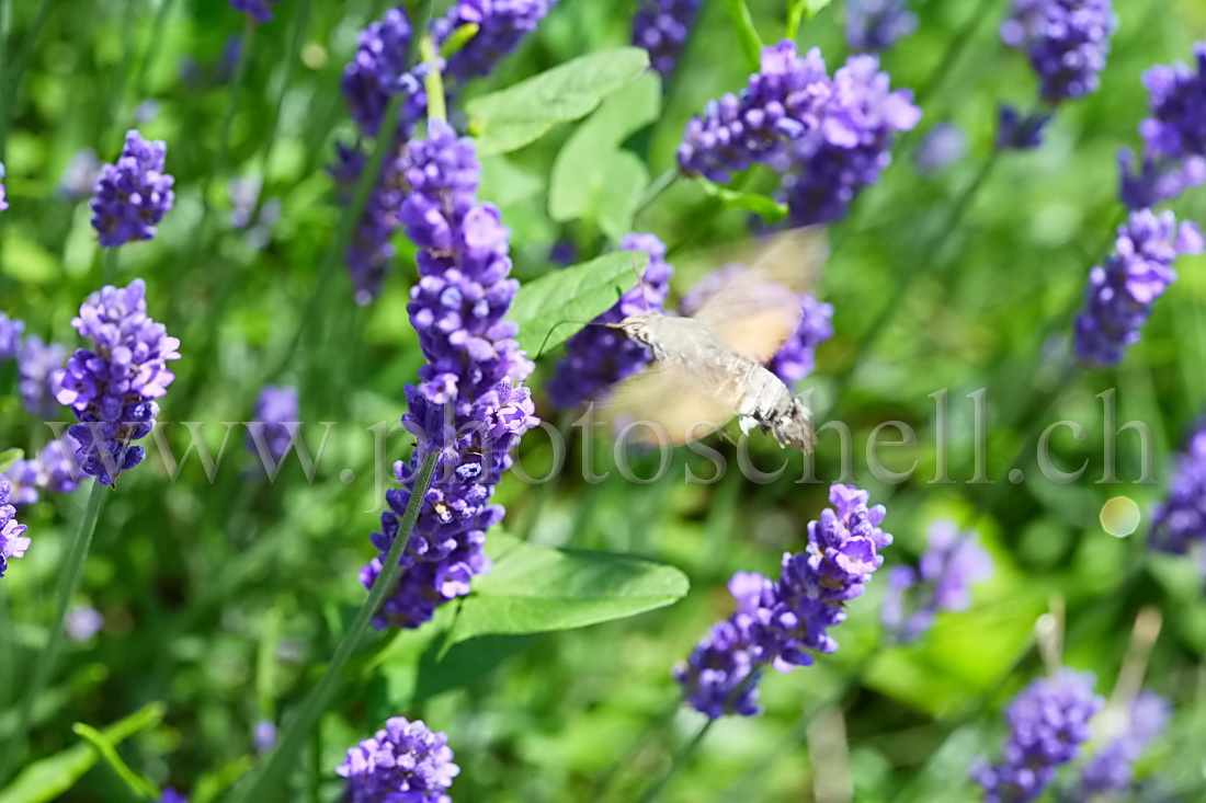 oiseau mouche sur la lavande