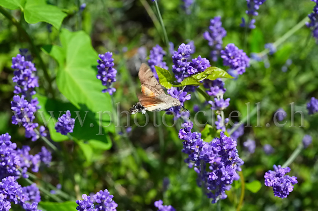 oiseau mouche sur la lavande