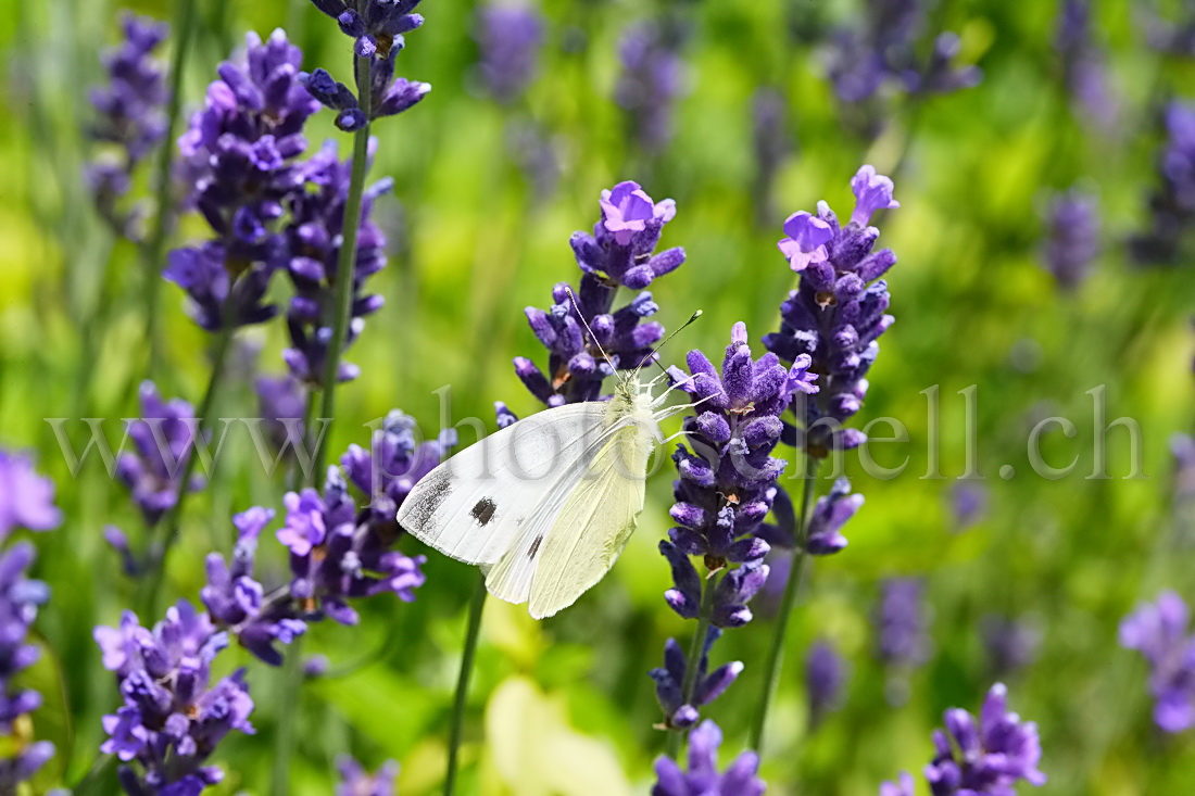 Papillon sur la lavande