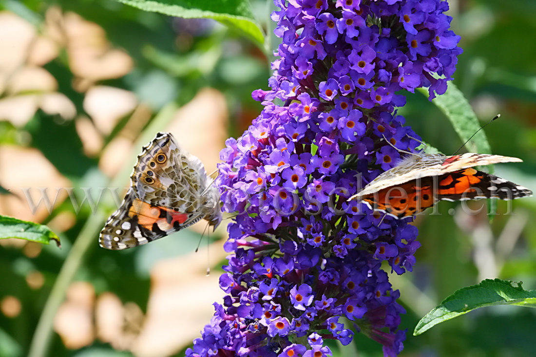 Papillon sur la lavande